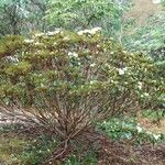 Rhododendron taliense Habit