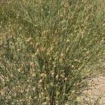 Cyperus laevigatus Hoja