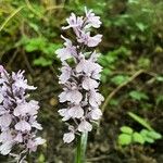 Dactylorhiza maculataŽiedas