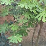 Manihot grahamii Leaf