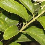 Cordia diversifolia Folio