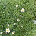 Argyranthemum foeniculaceum Лист