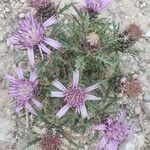 Atractylis humilis Flower