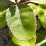 Kalanchoe welwitschii Leaf