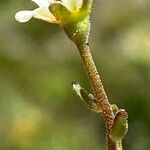 Saxifraga exarata Kwiat