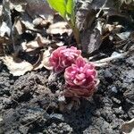 Lathraea squamariaFlower