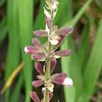 Salvia roemeriana Flor