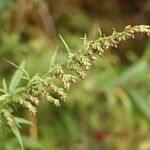 Artemisia lancea Kvet