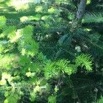 Abies cephalonica برگ