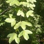 Acer monspessulanum Folha