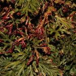 Selaginella haematodes موطن