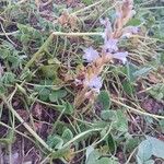 Orobanche ramosa Flower