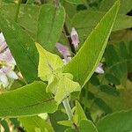 Monarda fistulosa 叶
