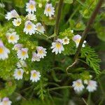 Euphrasia officinalisFlower