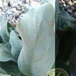 Mertensia maritima Leaf