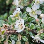 Cotoneaster microphyllus 花