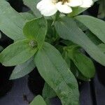 Zinnia spp. Flower