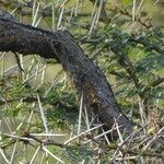 Vachellia xanthophloea Rinde