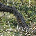 Vachellia xanthophloea Bark