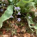 Delphinium nuttallianum Çiçek