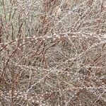 Salix discolor Kvet