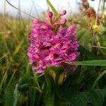 Platanthera psycodes Flower