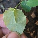 Berberis congestiflora Leaf