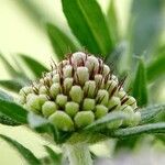 Scabiosa lucida Інше