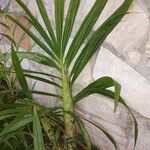 Cyrtopodium andersonii Yaprak