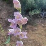 Penstemon palmeri Flor