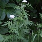 Achillea macrophylla 整株植物