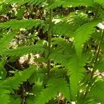 Dryopteris goldieana Leaf