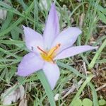 Crocus thomasii Floare