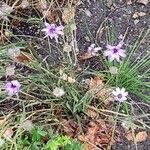 Catananche caeruleaΛουλούδι