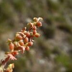 Reseda phyteuma Fruit