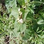 Lamium album Tervik taim