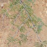Abies concolor Fuelha