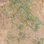 Abies concolor Leaf