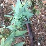 Linaria nivea Hoja