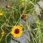 Coreopsis tinctoriaКветка