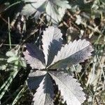 Potentilla reptans Blad