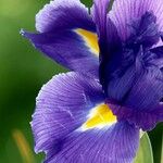Iris latifolia Fula