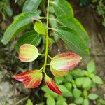 Cinnamomum verum 葉