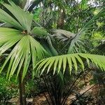 Kerriodoxa elegans Hoja
