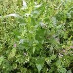 Beta vulgaris Bark