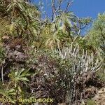 Ceropegia dichotoma Habit