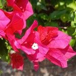 Bougainvillea glabraKukka