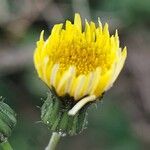 Sonchus oleraceus Flower