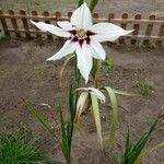 Gladiolus murielaeFlower