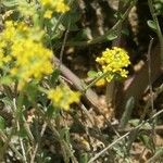 Alyssum serpyllifolium Çiçek